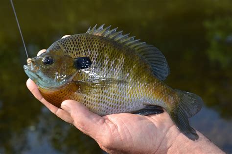 bream fish|Bream Fishing Basics: How.